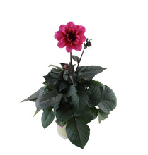 Georgine 'Dahlia Temptation' 14 cm potte